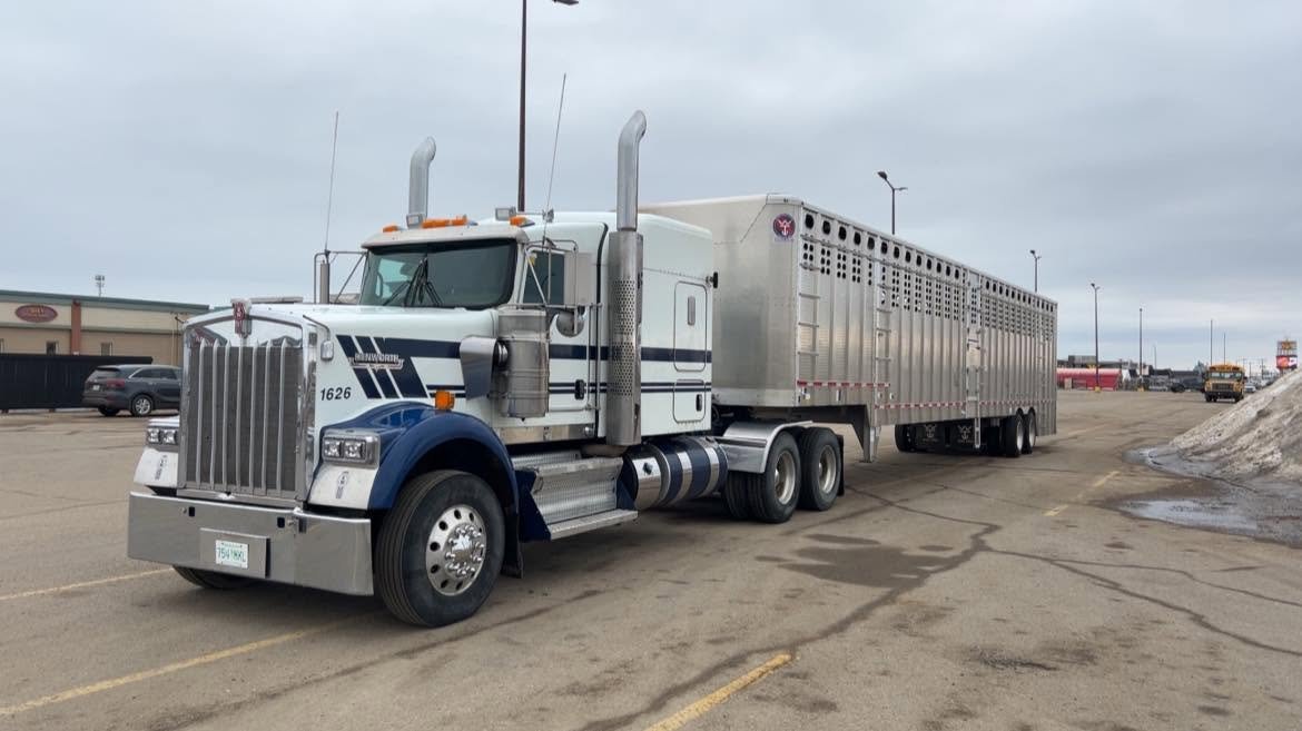 Cattle hauling truck on a farm route