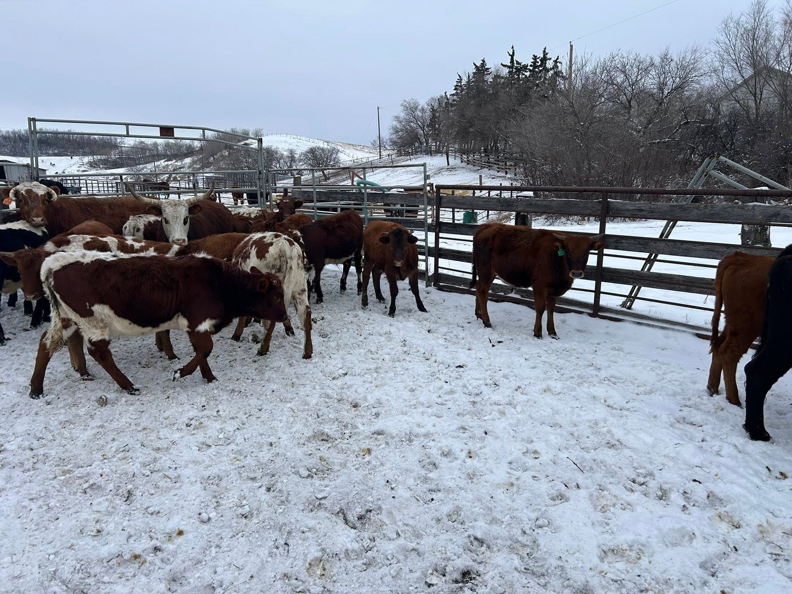 Ground-scale livestock hauling service