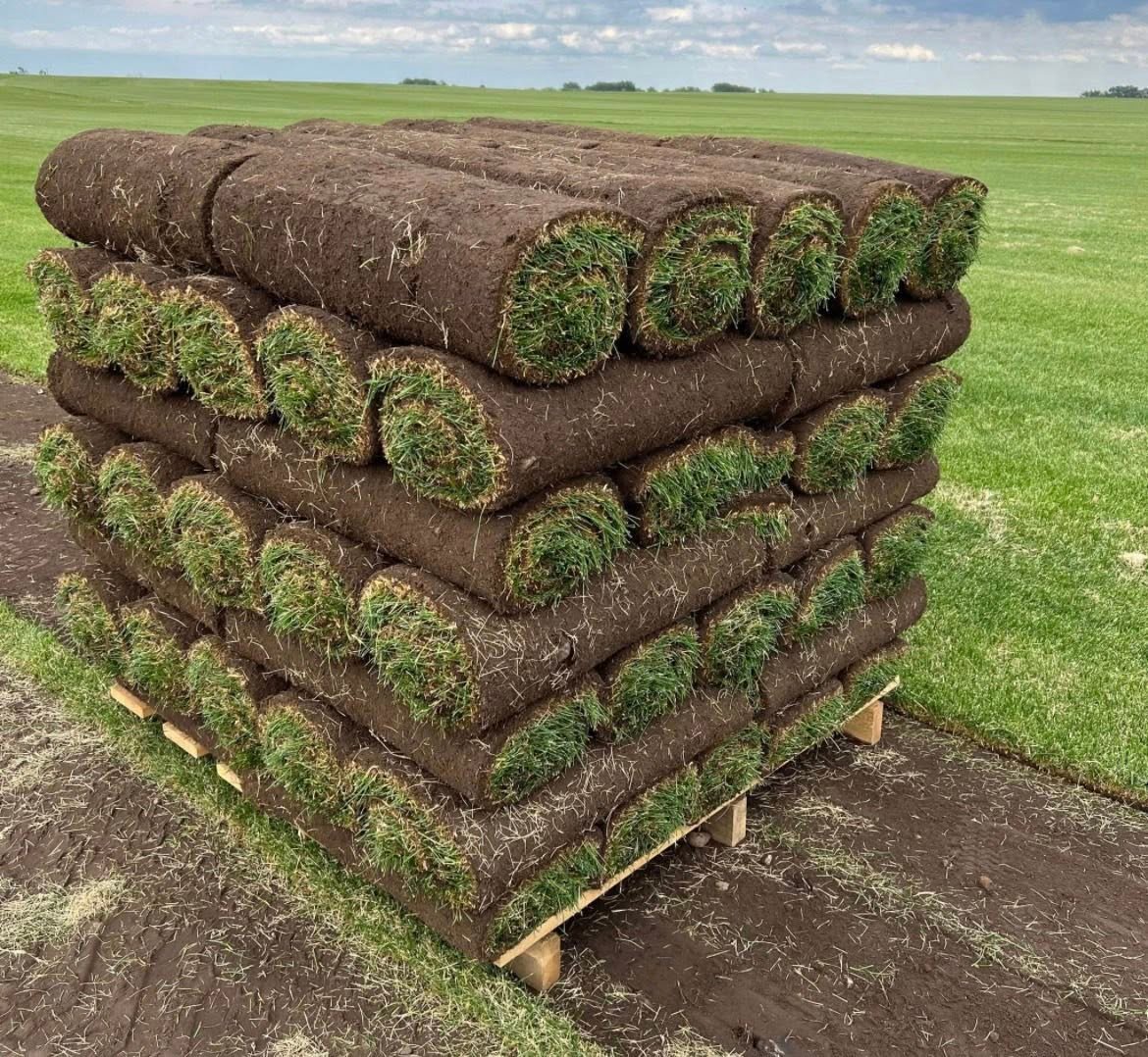 Lawn maintenance<
