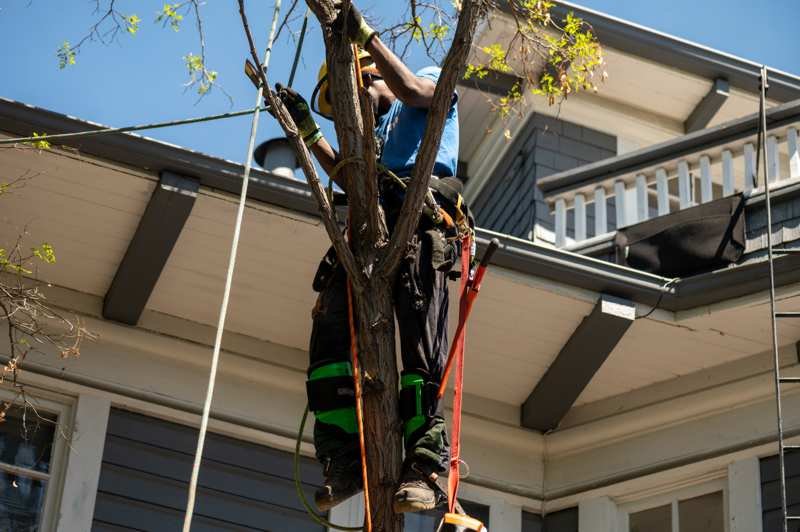 Tree Removal Calgary<